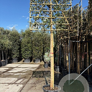 Quercus ilex 180 cm stam container 20-25 lei 150x120
