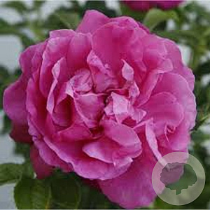 Rosa (R) Purple Roadrunner A kwaliteit wortelgoed wortelecht 2 tak