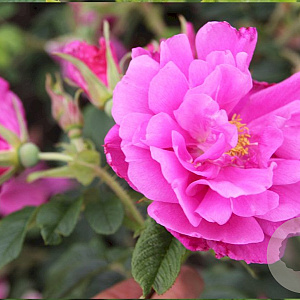 Rosa (R) 'Rosa Zwerg' A kwaliteit wortelgoed wortelecht 2 tak