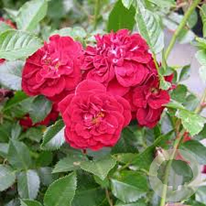 Rosa (P) 'Rote The Fairy' A kwaliteit C1.5 eigen wortel