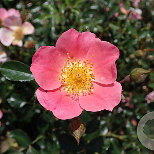 Rosa (F) Topolina A kwaliteit C1.5 eigen wortel