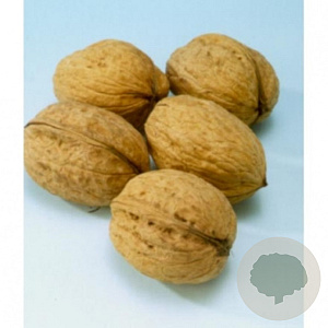 Juglans r. 'Broadview' 12-14 HO draadkluit