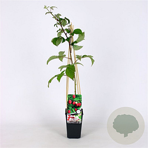 Rubus idaeus 'Schönemann' 70 cm 2,0L