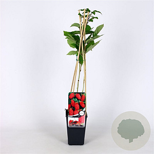 Rubus log. Loganberry 70 cm 2,0L