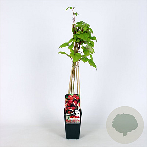 Rubus phoenicolasius 70 cm 2,0L