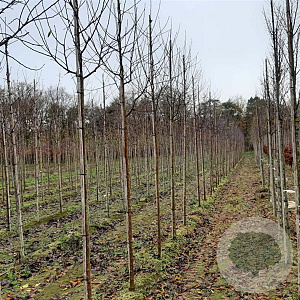 Malus d. 'Cox's Orange Pippin' 10-12 HO draadkluit