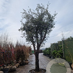 Quercus ilex rotundifolia 100 cm stam container
