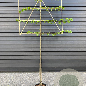 Tilia europaea 'Pallida' 200 cm stam 45L lei 150x150 14-16