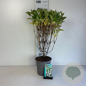 Weigela 'Candida' 50-60 cm 6,5L