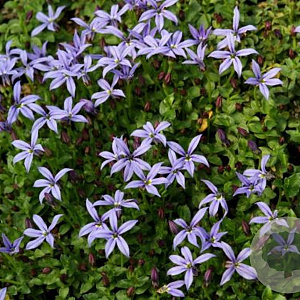 Pratia pedunculata 'County Park' GM  P11