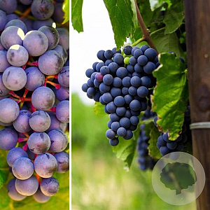 Vitis 'Rembrandt' 80-100 cm rozenpot 2L