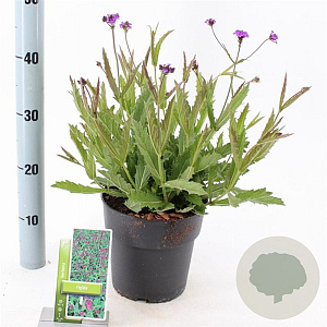Verbena rigida GM 2,0L