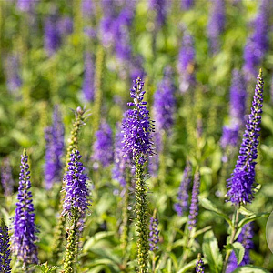 Veronica spic. Inspire Blue GM  P11