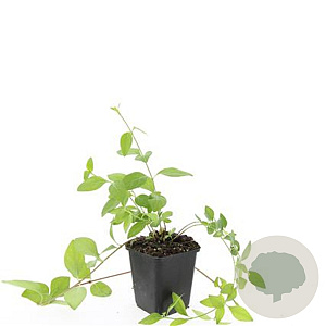 Vinca major 'Alba' GM P9