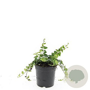 Vinca minor 'Alba' GM C1.3