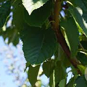 Prunus a. 'Road Scout' 20-25 HO draadkluit