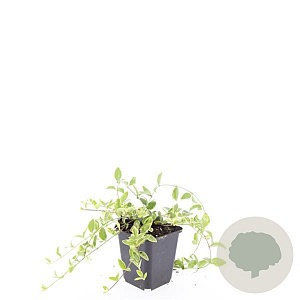 Vinca minor 'Aureovariegata' GM P9