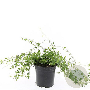 Vinca minor 'Gertrude Jekyll' GM C1.3