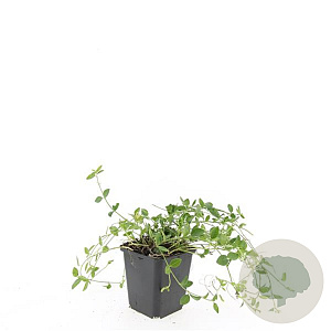 Vinca minor 'Gertrude Jekyll' GM P9