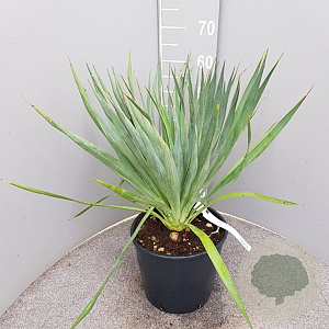 Yucca gloriosa 40-50 cm 10L