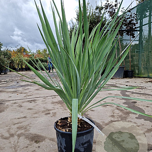 Yucca gloriosa 50-60 cm 10L
