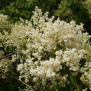 Syringa pekinensis 'China Snow' 175-200 cm draadkluit meerstammig solitair
