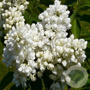 Syringa vulgaris 'Souv. d'Alice Harding' 125-150 cm 50L