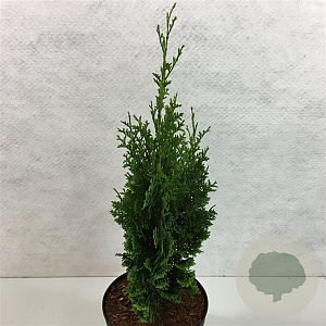 Thuja occidentalis 'Brobeck's Tower' 40-50 cm 3,0L