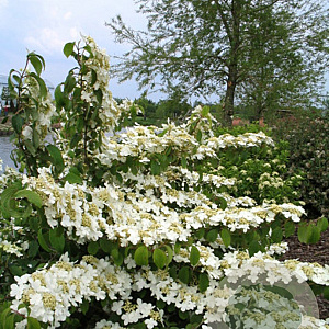 Viburnum plicatum 'Lanarth' 200-250 cm cont. 80L