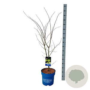 Acer Arctic Jade 100-125 cm 15L