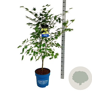 Acer Arctic Jade 125-150 cm 15L