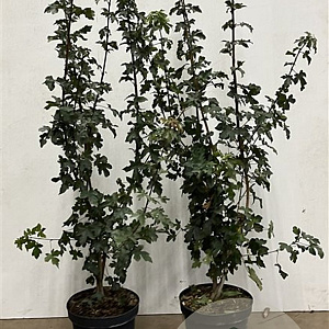 Acer campestre 100-125 cm 7,5L solitair