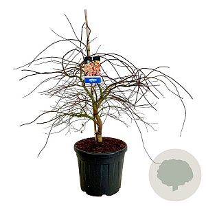 Acer Ice Dragon 80-100 cm cont. 55L extra