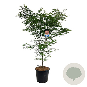 Acer North Wind 150-175 cm cont. 55L extra