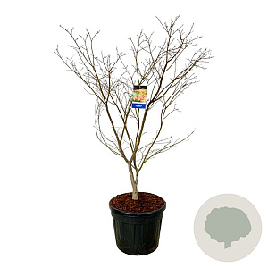 Acer North Wind 175-200 cm cont. 90L extra