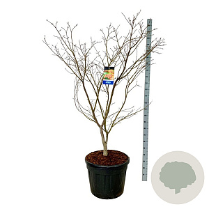Acer North Wind 175-200 cm cont. 90L extra