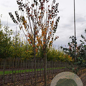 Prunus sargentii 'Rancho' 20-25 HO draadkluit