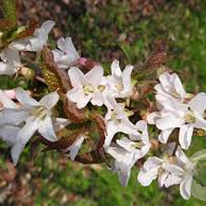 Prunus schmittii 14-16 HO draadkluit