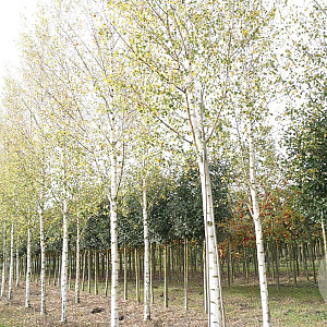 Betula pendula 25-30 HO draadkluit 250 cm stam