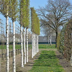 Betula utilis 'Doorenbos' 16-18 HO draadkluit 200 cm stam LEIVORM
