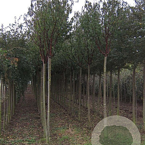Prunus serrula 16-18 HO draadkluit