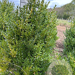 Buxus sempervirens 80-100 cm met kluit