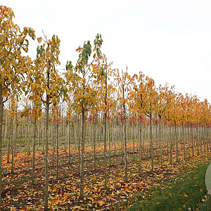 Prunus ser. 'Ichiyo' 14-16 HO draadkluit