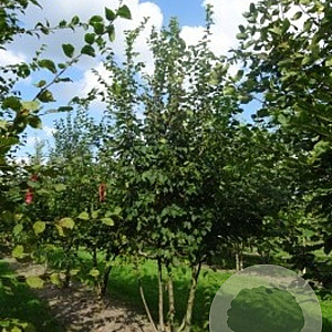 Carpinus betulus 175-200 cm draadkluit meerstammig