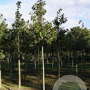Prunus ser. 'Ichiyo' 18-20 HO draadkluit