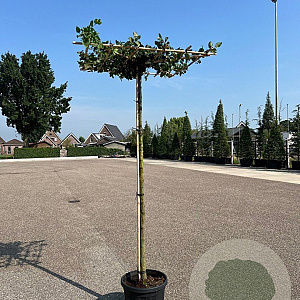 Carpinus betulus 14-16 HO container dakvorm 150 vierkant