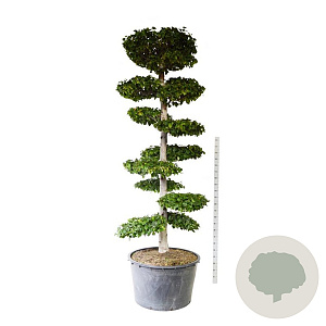 Carpinus betulus 250-300 cm cont. 500L bonsai