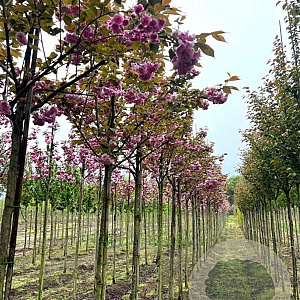 Prunus ser. 'Kanzan' 10-12 HO draadkluit