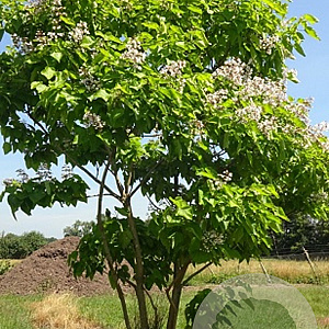 Catalpa bignonioides 550-600 cm draadkluit meerstammig