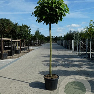 Catalpa bignonioides 'Nana' 16-18 HO container 225 cm stam